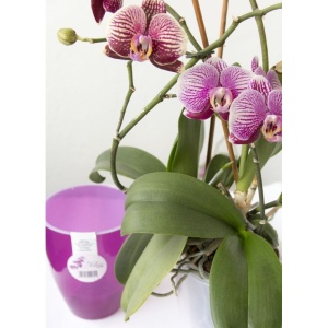 Ghiveci pentru orhidee cu sistem de autoudare inteligenta EBA, cu volumul de 1, 6 L, culoare Fucsia