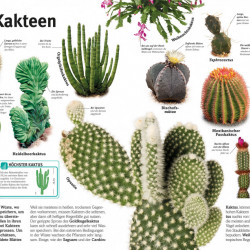 Carte in limba germana despre plante, Pflanzen, dk, 8+