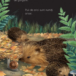 Noaptea și ziua, usborne