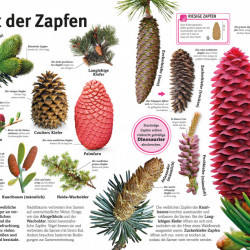 Carte in limba germana despre plante, Pflanzen, dk, 8+