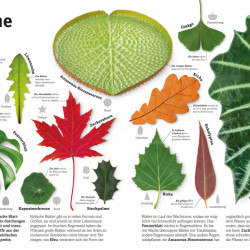 Carte in limba germana despre plante, Pflanzen, dk, 8+