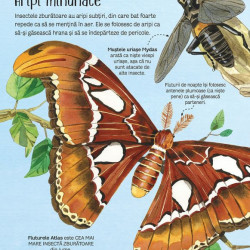 Marea carte a fluturilor si a altor insecte (Usborne)