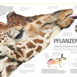 Carte in limba germana, Mega-Wissen. Natur, DK, 8+