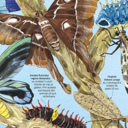 Marea carte a fluturilor si a altor insecte (Usborne)