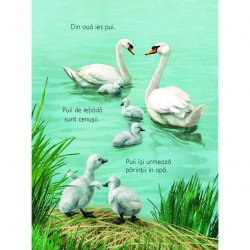 Descopar lumea : Anotimpurile, usborne