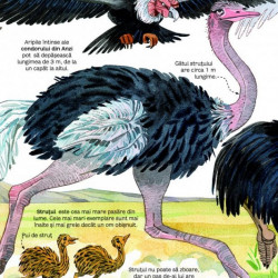 Marea carte a animalelor, Usborne