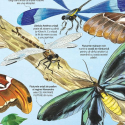 Marea carte a fluturilor si a altor insecte (Usborne)