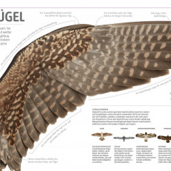Carte in limba germana, Mega-Wissen. Natur, DK, 8+