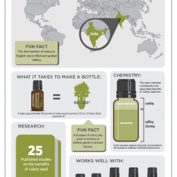 Ulei esential Celery seed, 15 ml, doterra
