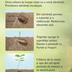 Arborii, usborne