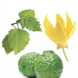 Whisper, blend pentru femei, 5ml, doterra