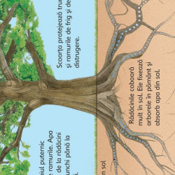 Arborii, usborne