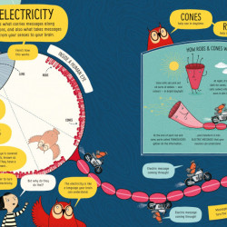 Usborne Book of the Brain and How it Works