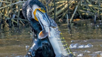 CORMORANII – AFECȚIUNE CRITICĂ PENTRU PESCARII DIN ROMÂNIA