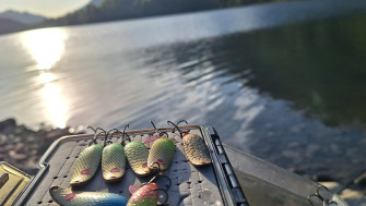 Lingurițele oscilante BERTI TAIFUN – cheia păstrăvului pe lac