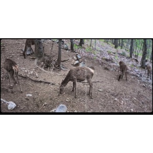 Cameră video night vision 4G HIKMICRO Trail Camera T16 cu senzor 24MP, sistem de lentile cu FOV dual 60°/100°, senzori PIR duali de 0.4s, LED-uri IR invizibile 940nm, transmisie prin aplicația SightApp și stocare internă de 64GB.