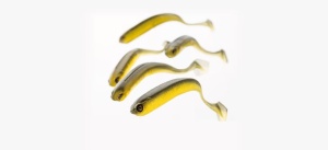 Shad Adusta Penta 12.7cm – corp triunghiular tip „keel”, acțiune wobbling agresivă, coadă pentagonală, vibrații puternice pentru răpitori mari. Slow Sinking, 4 buc/plic.