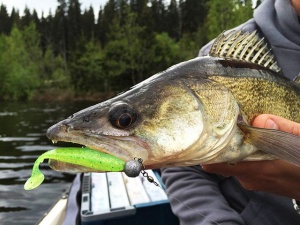 Shad Keitech Easy Shiner Green Pumpkin/Chartreuse 401 10cm 7buc plic - Img 3