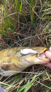 Cicada Siliconica Dreamlures Grim Classic 4.4cm 8g Culoare PHW - Img 4