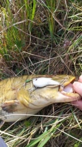 Cicada Siliconica Dreamlures Grim Classic 5.7cm 16g Culoare G - Img 4