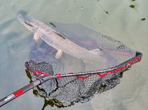 Minciog Rapala Karbon Pike Net 160cm 70x67x70cm - Img 2