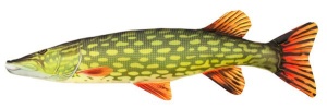 Perna Energo Team Stiuca 77cm