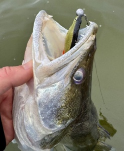 Shad Daiwa Prorex Belly 11cm 4buc/plic - Img 11