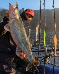 Shad Daiwa Prorex Slim 7.5cm - Img 7