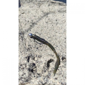 Vierme Owner Shiver Tail 11.5cm 10buc/plic 06 Watermelon Green - Img 6