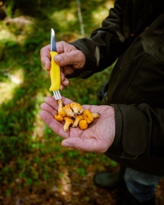 Cuțit Marttiini pentru ciuperci – Instrument specializat cu lamă curbată din oțel inox, mâner galben de înaltă vizibilitate cu perie de curățare și teacă din piele.