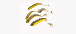 Shad Adusta Penta 12.7cm – corp triunghiular tip „keel”, acțiune wobbling agresivă, coadă pentagonală, vibrații puternice pentru răpitori mari. Slow Sinking, 4 buc/plic.