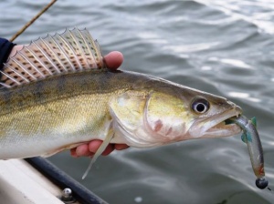 Shad Westin HypoTeez Shadtail 6.5cm Dirty Harbor - Img 4