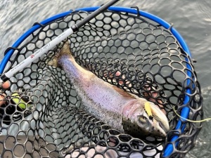 RTB Rubber Landing Net Black and Blue 30 x 35cm - Img 4