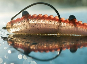 Shad Pontoon21 Awaruna DUN 8.9cm 5buc/plic 4223 - Img 6