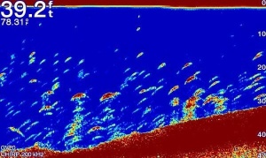 Sonar Garmin Ecomap Plus 62CV WW GT20 XCDR - Img 5