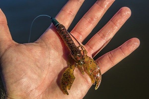 Yum Craw Papi 7cm Watermelon/Red Flake - Img 2