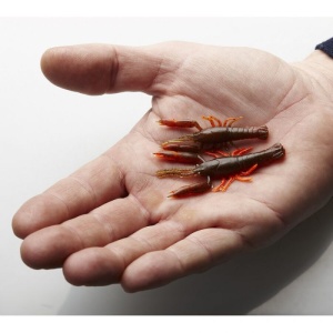 Savage Gear 3D Crayfish Rattling 5.5cm 1.6g Blue Back - Img 2