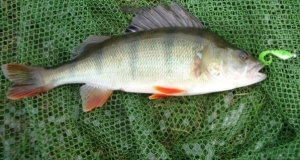 Bass Assassin Curly Shad 5cm Rainbow Trout - Img 4