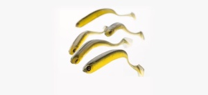 Shad Adusta Penta 12.7cm – corp triunghiular tip „keel”, acțiune wobbling agresivă, coadă pentagonală, vibrații puternice pentru răpitori mari. Slow Sinking, 4 buc/plic.