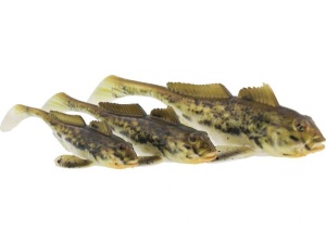 Shad Westin Gunar the Goby 8cm 6.5g 2buc/plic - Img 6