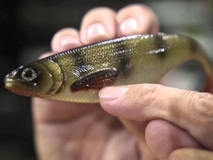 Shad Westin ShadTeez 9cm Golden Lemon Ice - Img 2