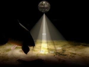 Deeper Smart Sonar CHIRP+ 4 – Puterea inteligenței artificiale și a scanării 3D, oferind cea mai clară fereastră către lumea subacvatică disponibilă astăzi.