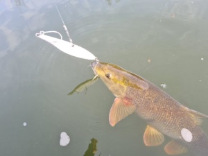 Cicada Zeck Vertical Jig White 120g - Img 4