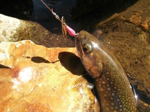 Lingurita rotativa Smith AR-S Spinner Trout 4.5g 03 - Img 3