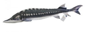Perna Energo Team Stiuca Morun 120cm - Img 1