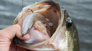 Shad Jackall Rhythm Wave 9.6cm 7buc/plic Bluegill Pearl White - Img 3