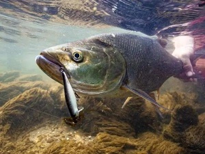 Vobler Salmo Thrill TH7 Sinking 7cm 13g - Img 18