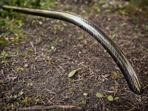 Baston De Nadire Select Baits Aero Carbon Stick - Img 4
