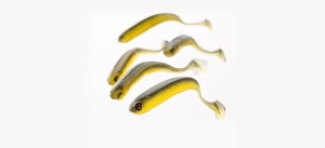 Shad Adusta Penta 12.7cm – corp triunghiular tip „keel”, acțiune wobbling agresivă, coadă pentagonală, vibrații puternice pentru răpitori mari. Slow Sinking, 4 buc/plic.