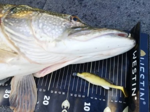 Shad Westin ZanderTeez Shadtail 8.5cm Crazy Firetiger - Img 2